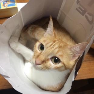 ナナ
