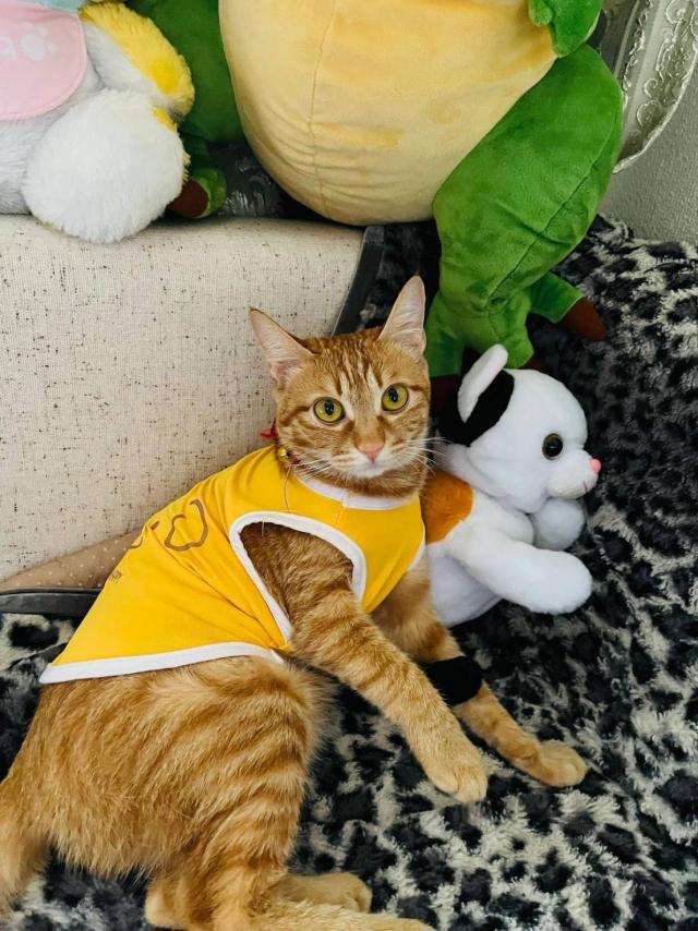 キティ