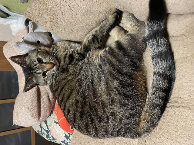 ムル