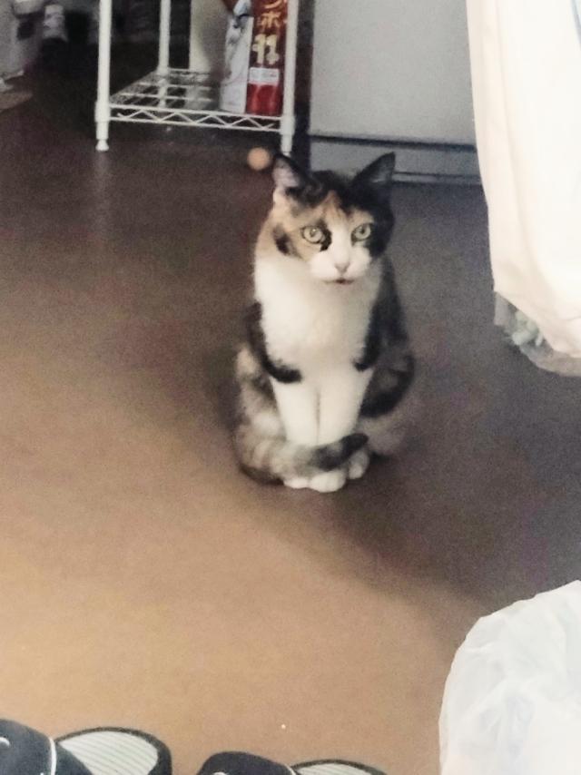 ふみ