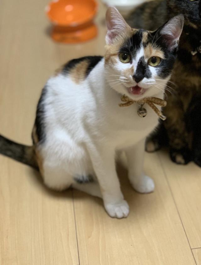 よよ
