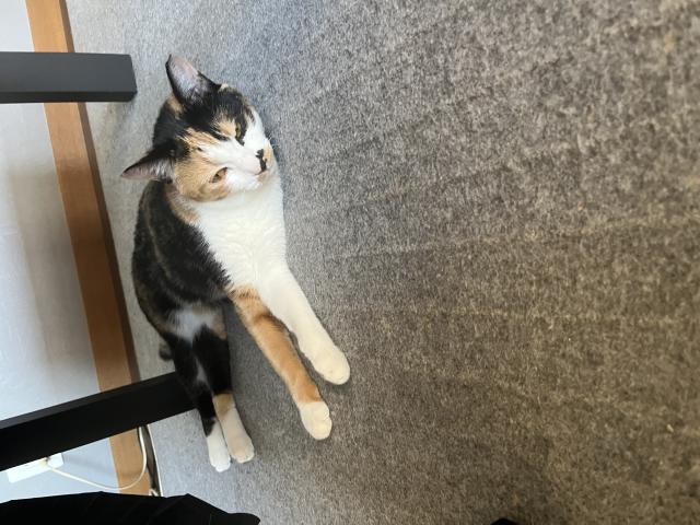 ララ