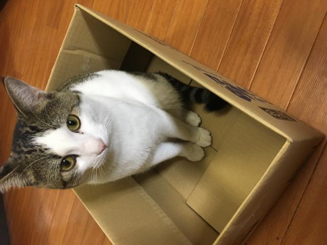 こてつ