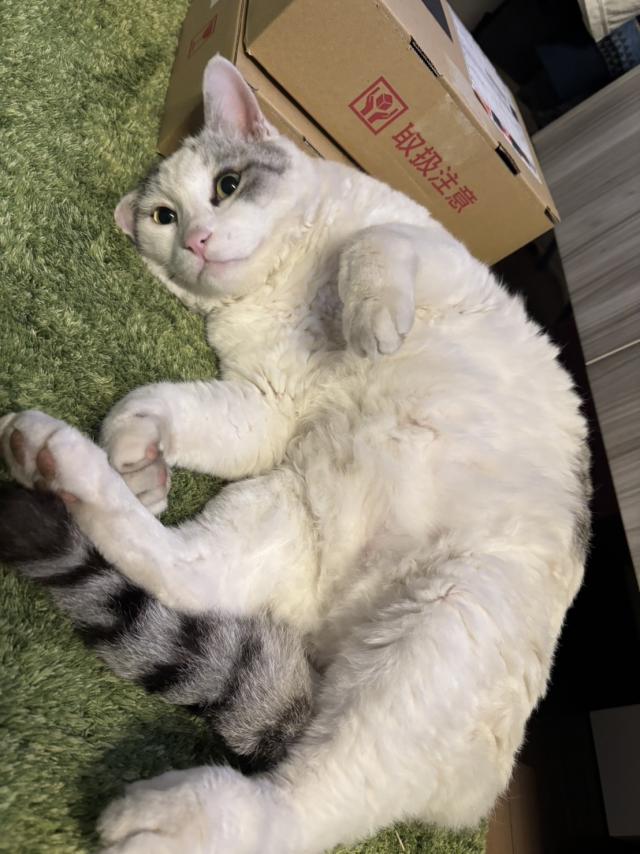 ふく