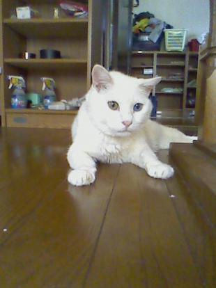 みぃ