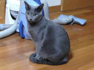 マノン