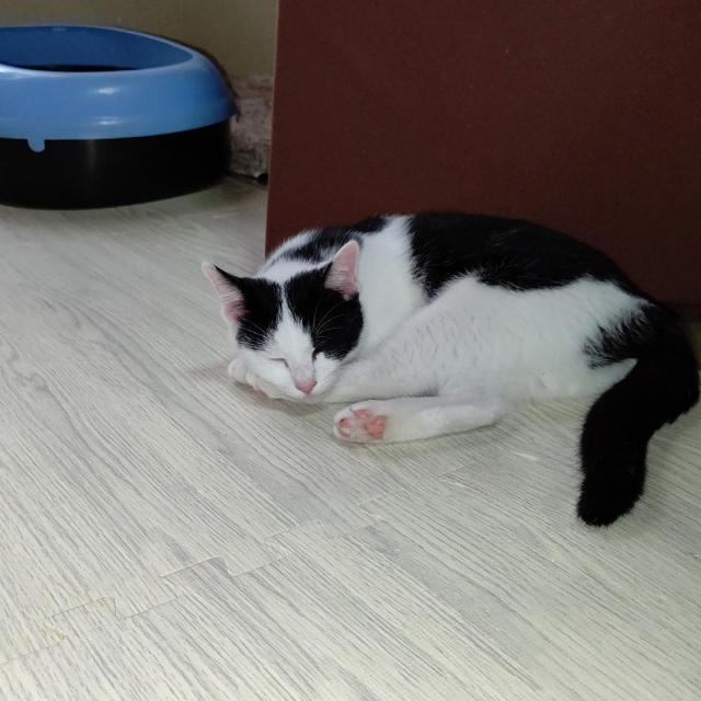 くくり