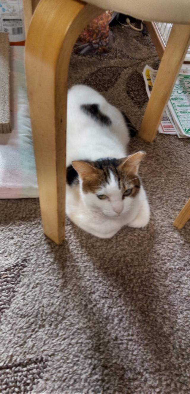 ちびちゃん