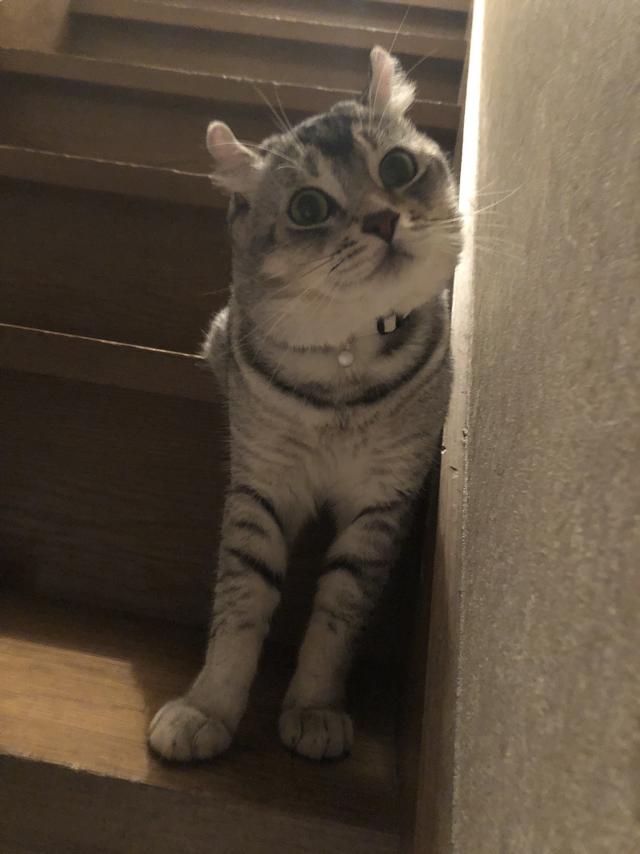ミル