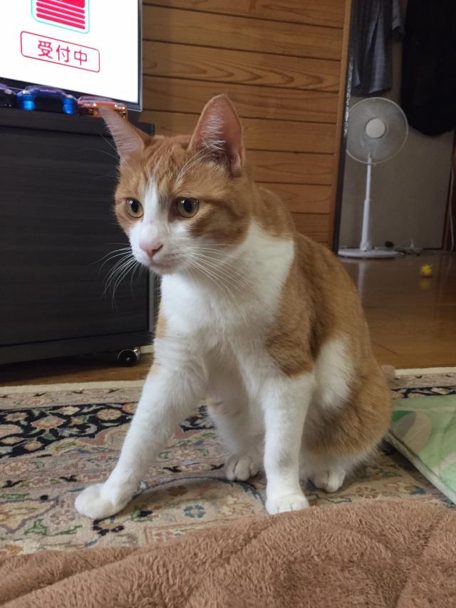 クーちゃん