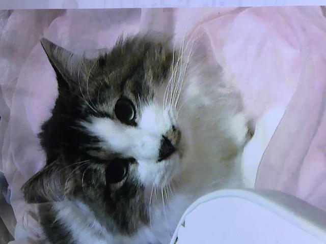 ふわちゃん