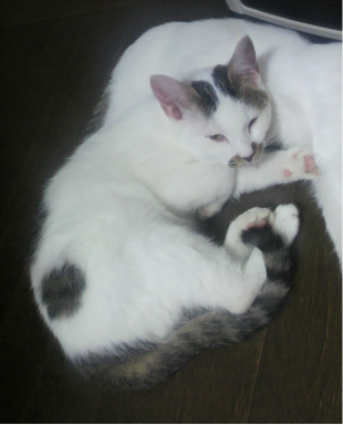 ハチ