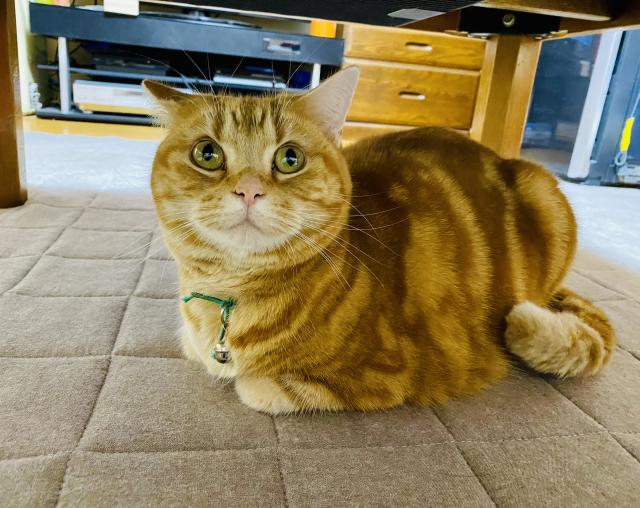 ショウガ