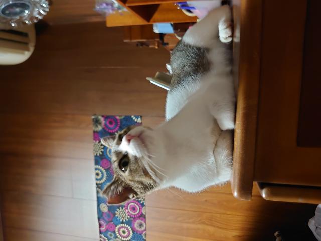 ビビ