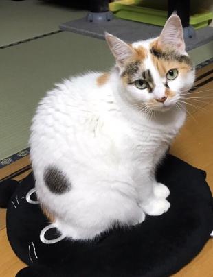 ミケちゃん