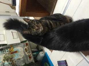トト