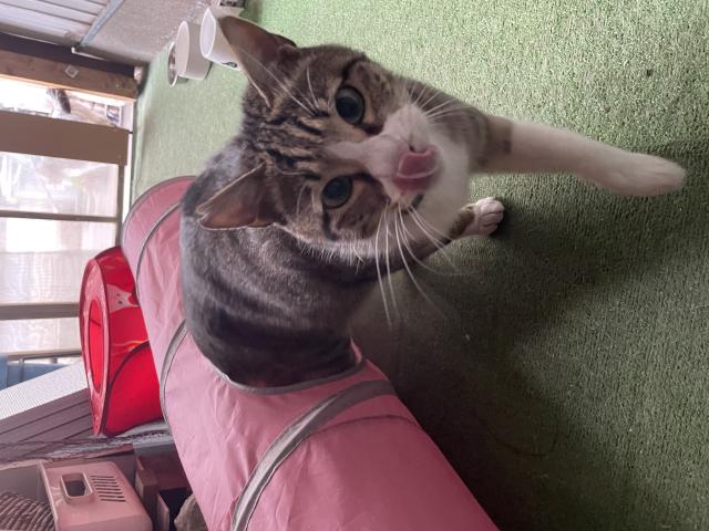 とらえもん