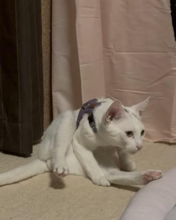 ズンアイ