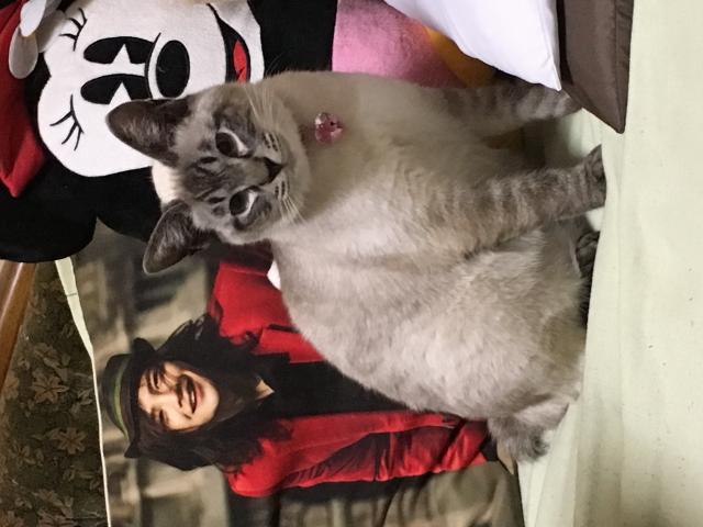 シロちゃん