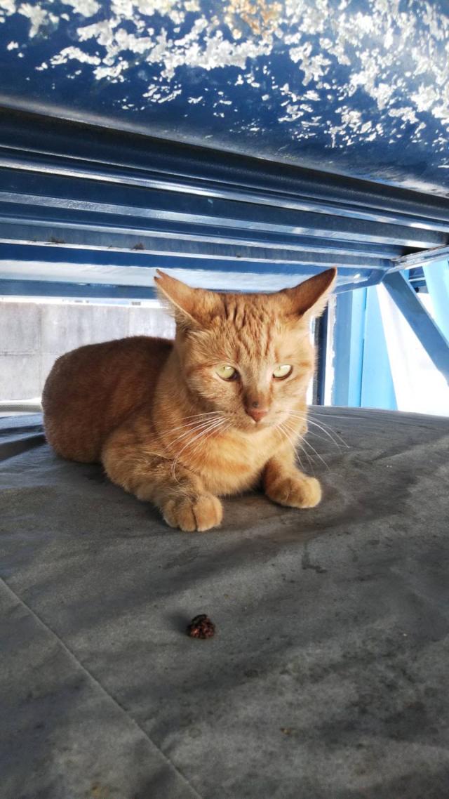 シャー君