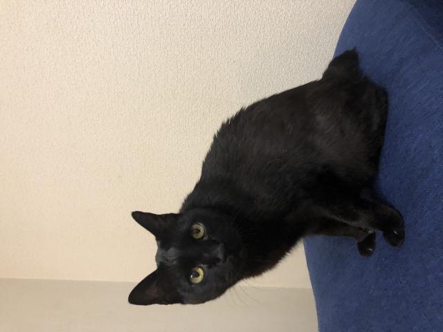 わさび