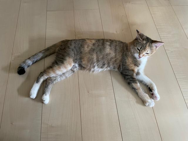カリン