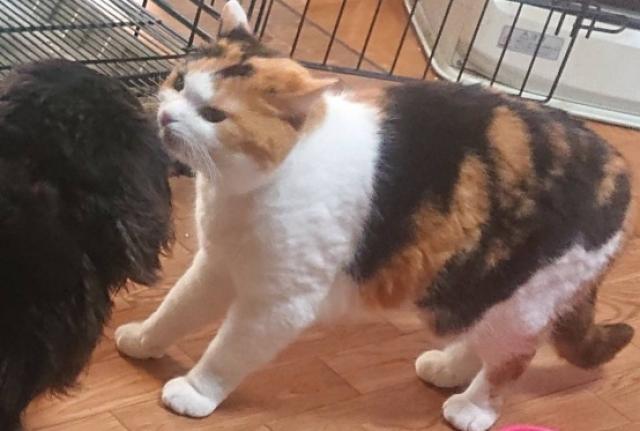 ももか