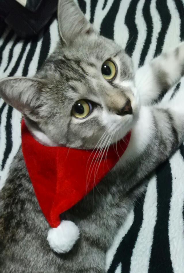 シャネル