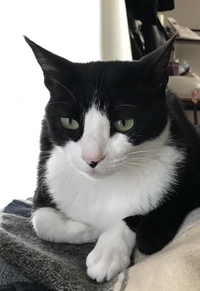 にゃにゃ