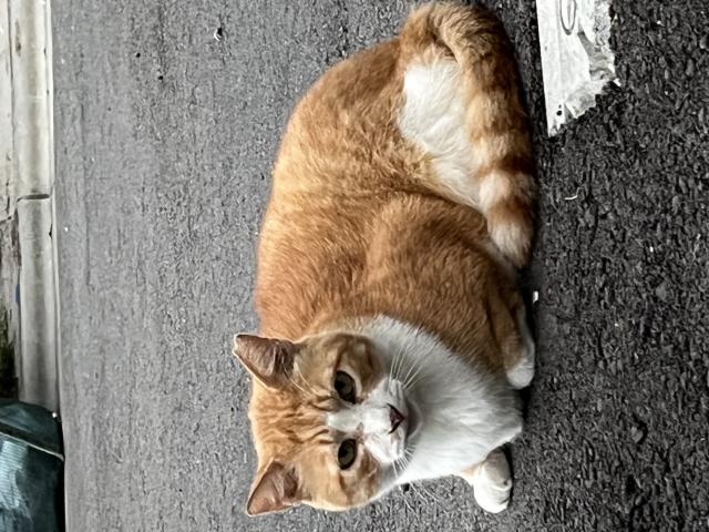 まるちゃん