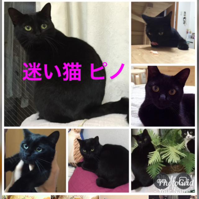 ピノ