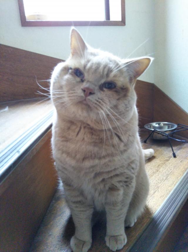 フー