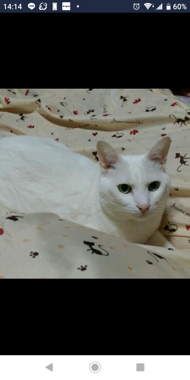 アンちゃん