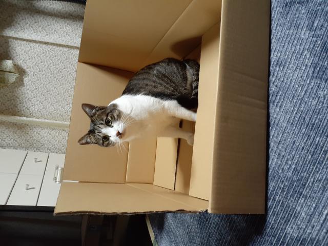 もも