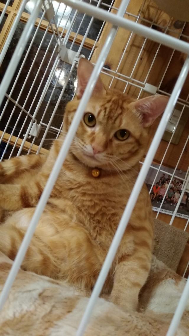 シャイン