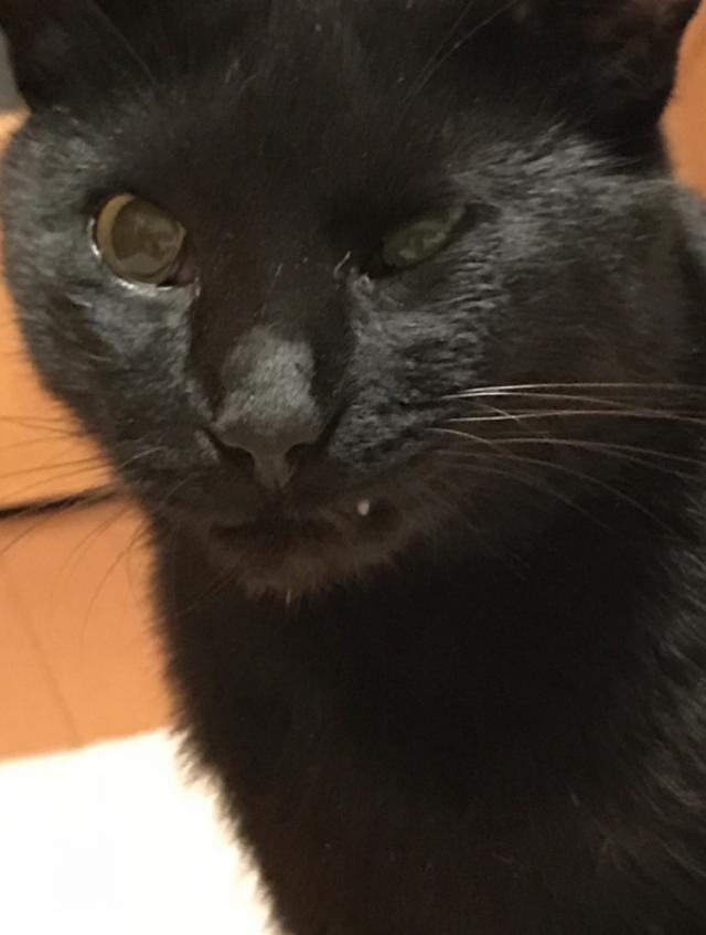 ミーシャん