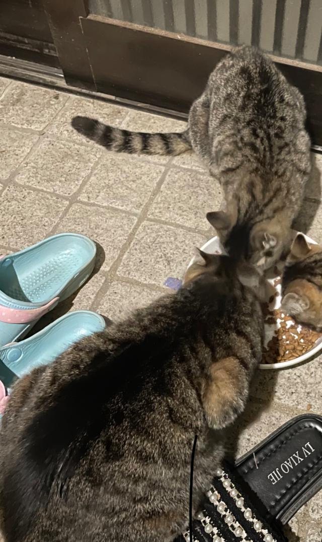 トラ、ことら