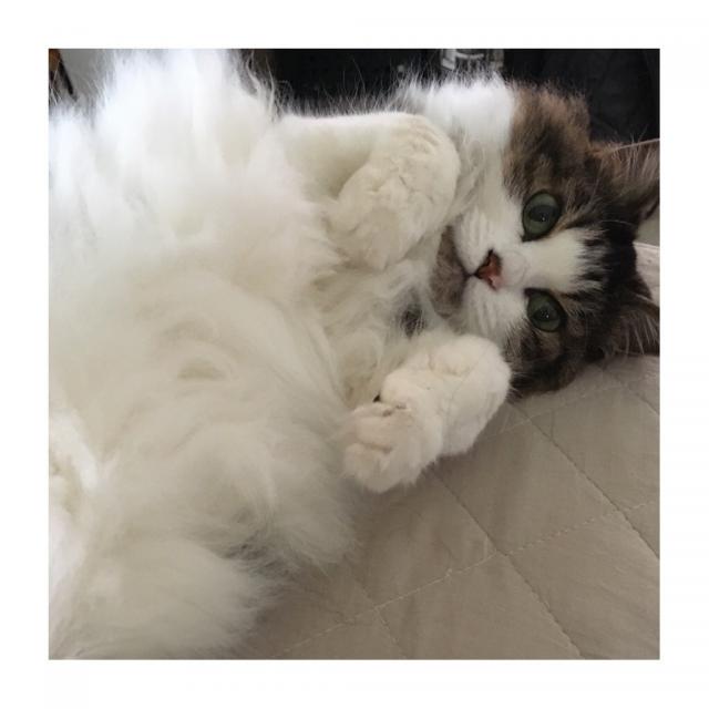 にもうさく