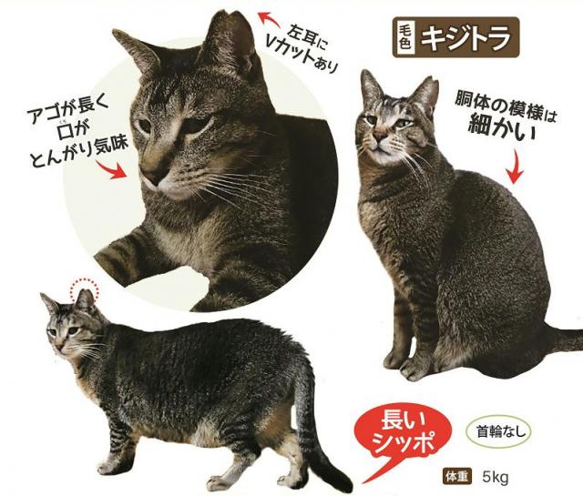 トンガリ