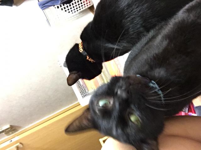 ココア