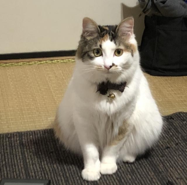 メイ