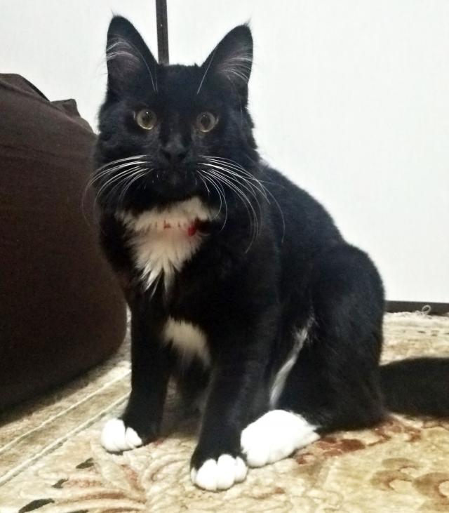 こたろう