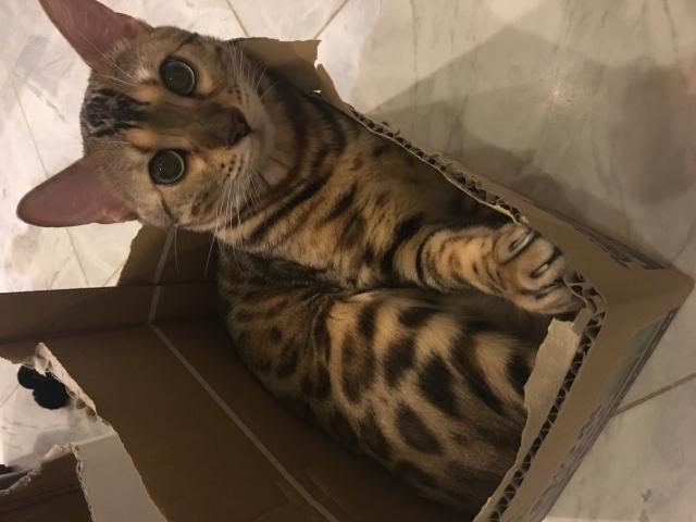 ベル