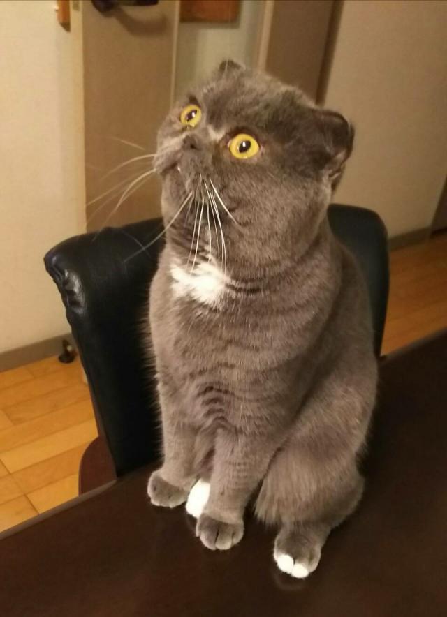 ロイ