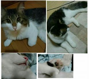 シャノン