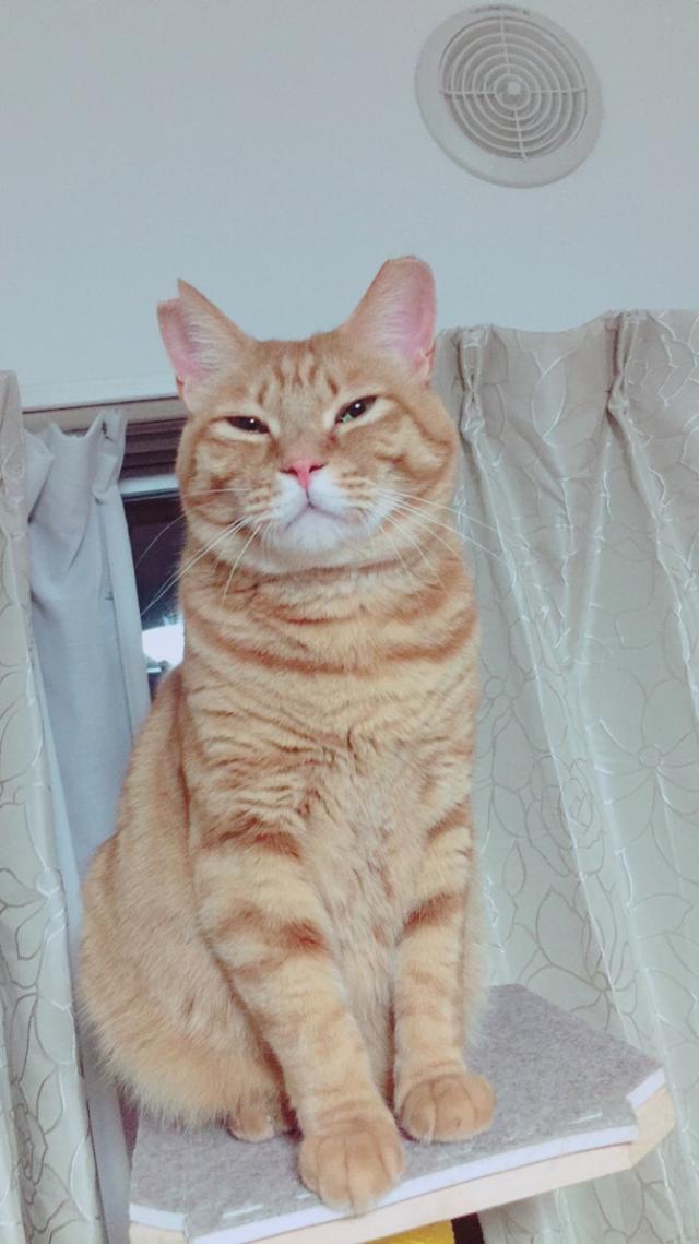 茶太郎