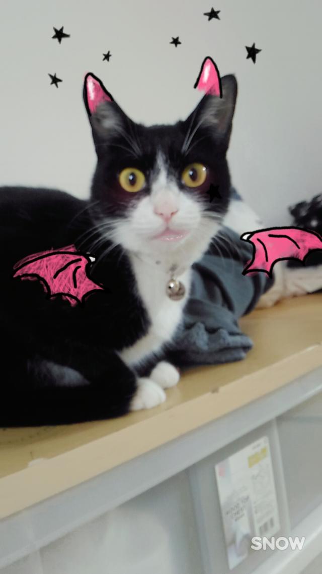 みーすけ