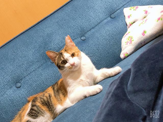 さくら