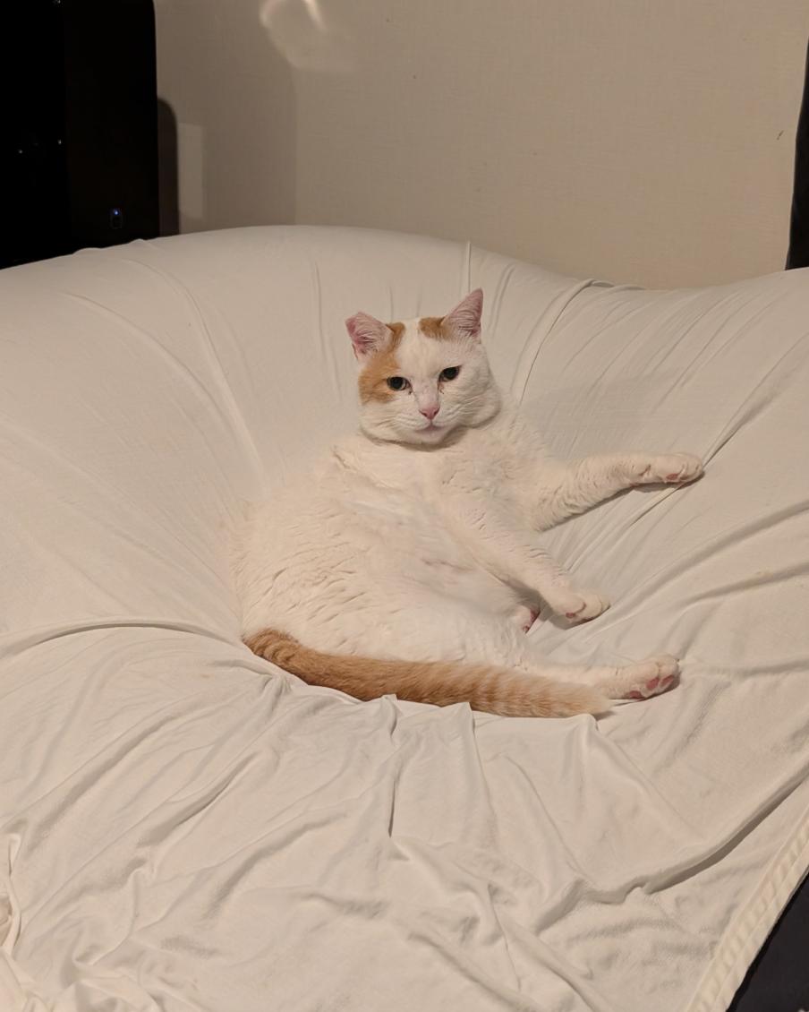 きなこ