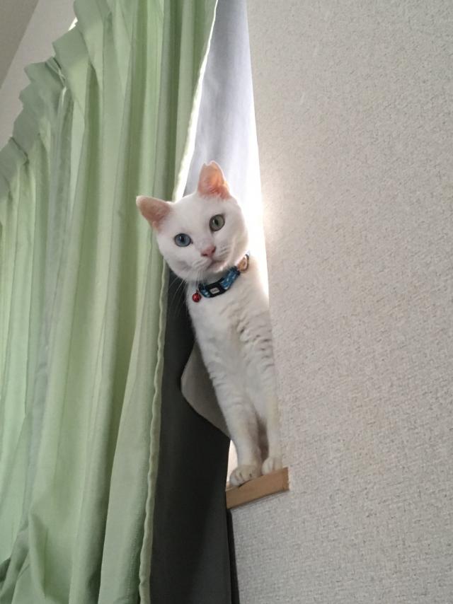 ささみ